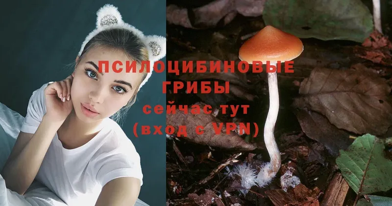 Галлюциногенные грибы Magic Shrooms  Жиздра 